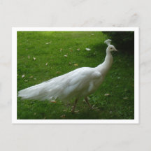 White Peacock