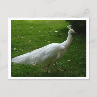 White Peacock Postcard