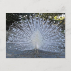 White Peacock Postcard