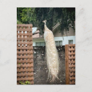 White Peacock Postcard