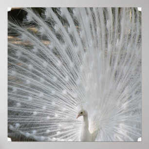 White Peacock Poster