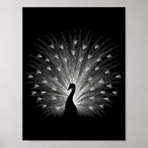 White peacock poster