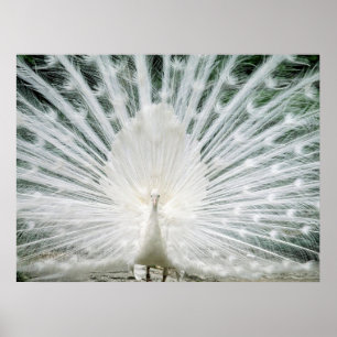 WHITE PEACOCK POSTER