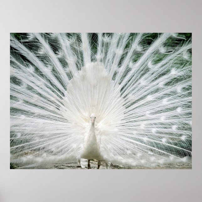 WHITE PEACOCK POSTER (Front)