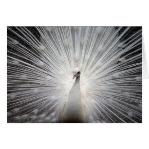 White Peacock with Fanned Feathers