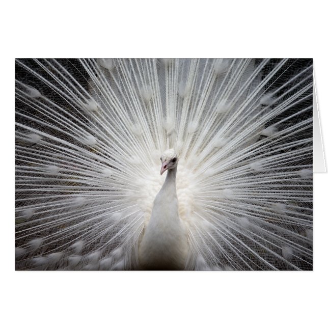 White Peacock with Fanned Feathers (Front Horizontal)