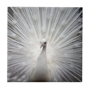 White Peacock with Fanned Feathers Tile