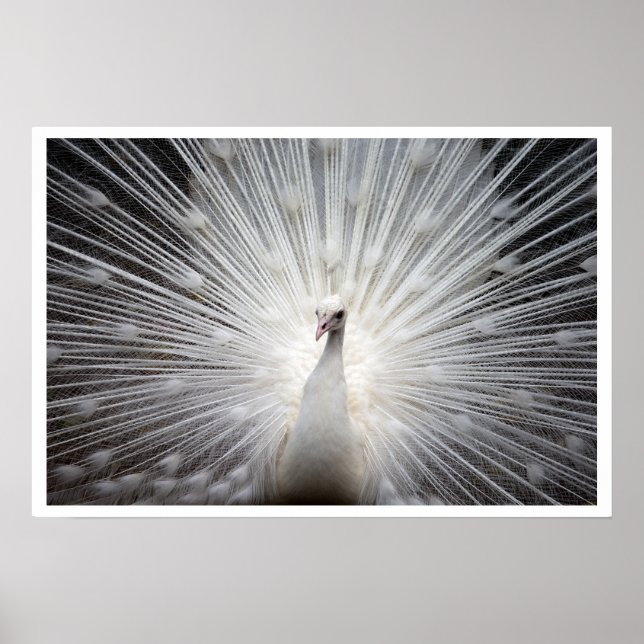 White Peacock with Feathers Fanned Out Poster (Front)