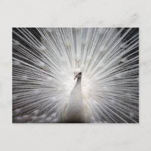 White Peacock with Feathers Fanned Postcard