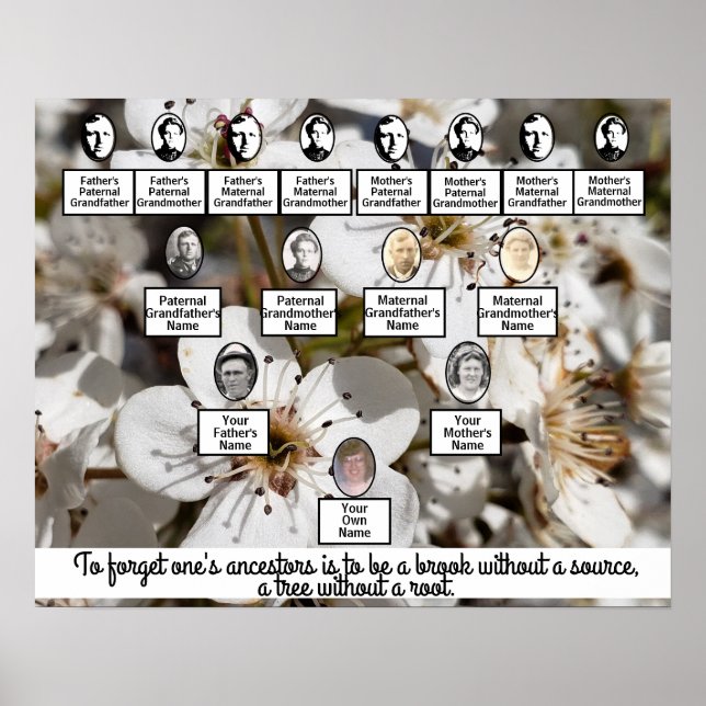 White Pear Blossoms Photo Family Tree Poster (Front)