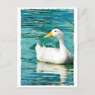 White Pekin Duck - Nature Photo in Reflections Postcard