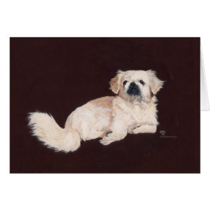 White Pekingese Dog