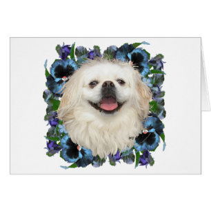 White Pekingese with Pansies