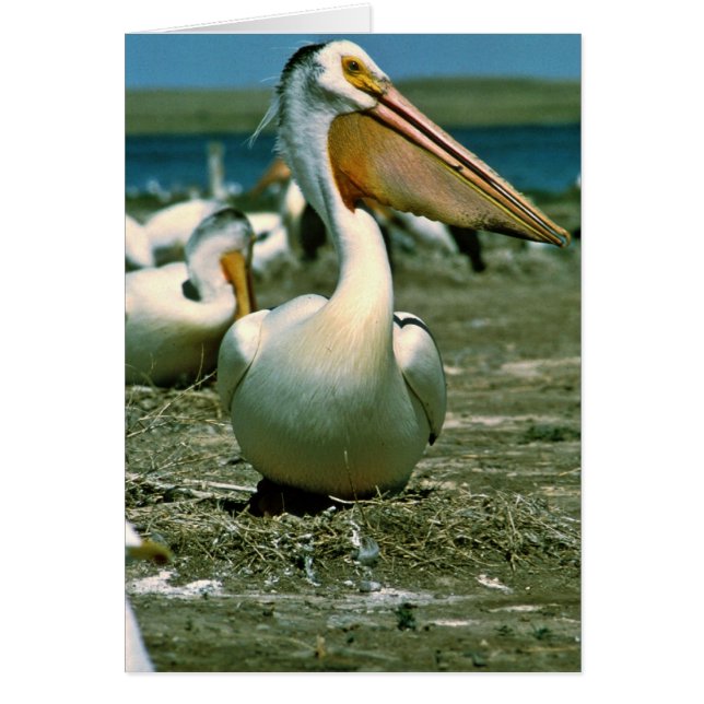 White Pelican (Front)