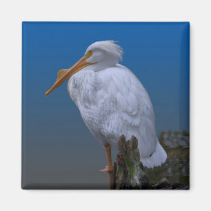 White Pelican at the Water Magnet
