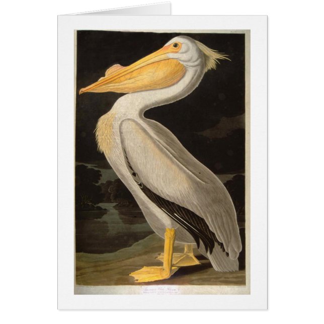 White Pelican, John James Audubon (Front)