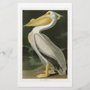 White Pelican John James Audubon Birds of America