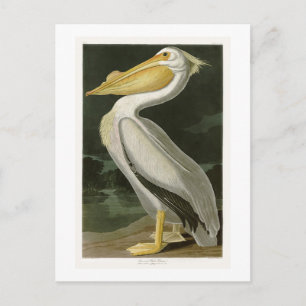 White Pelican John James Audubon Birds of America Postcard