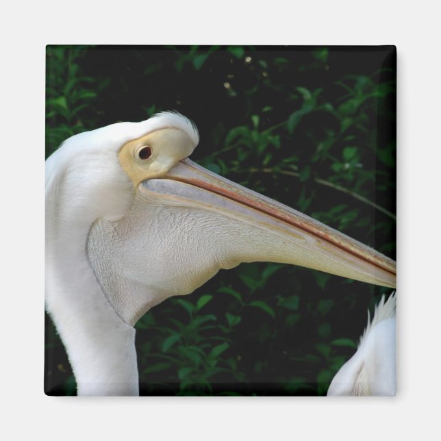 White pelican magnet (Front)