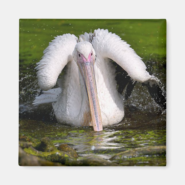 White pelican on the water postcard square sticker magnet (Front)