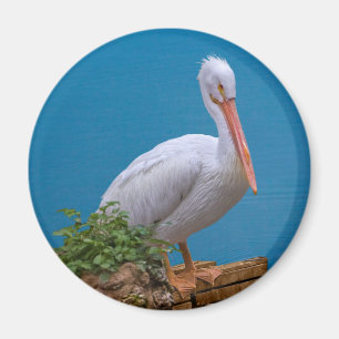 White Pelican Standing Magnet