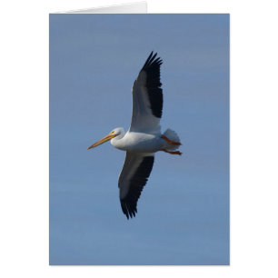 White Pelican Takes Flight