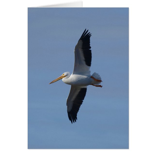 White Pelican Takes Flight (Front)