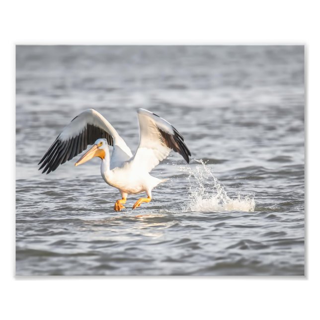 White Pelican Taking to Flight From Water Photo Print (Front)