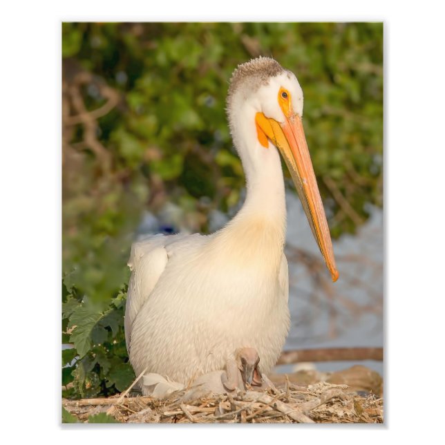 White Pelican with Baby Photography Print (Front)