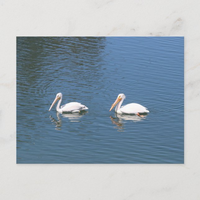white pelicans postcard (Front)
