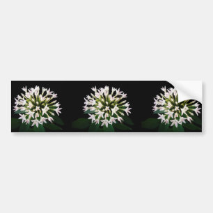 White Pentas Bumper Sticker