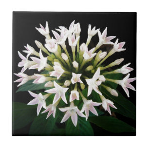 White Pentas Ceramic Tile