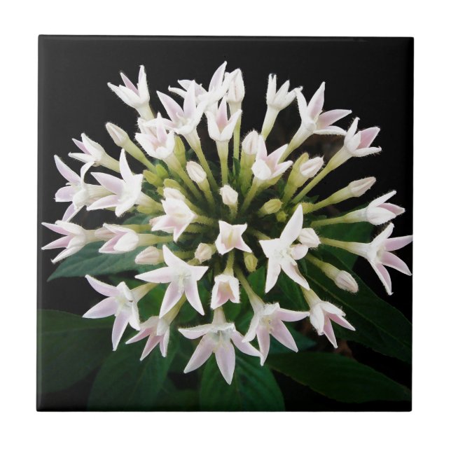 White Pentas Ceramic Tile (Front)