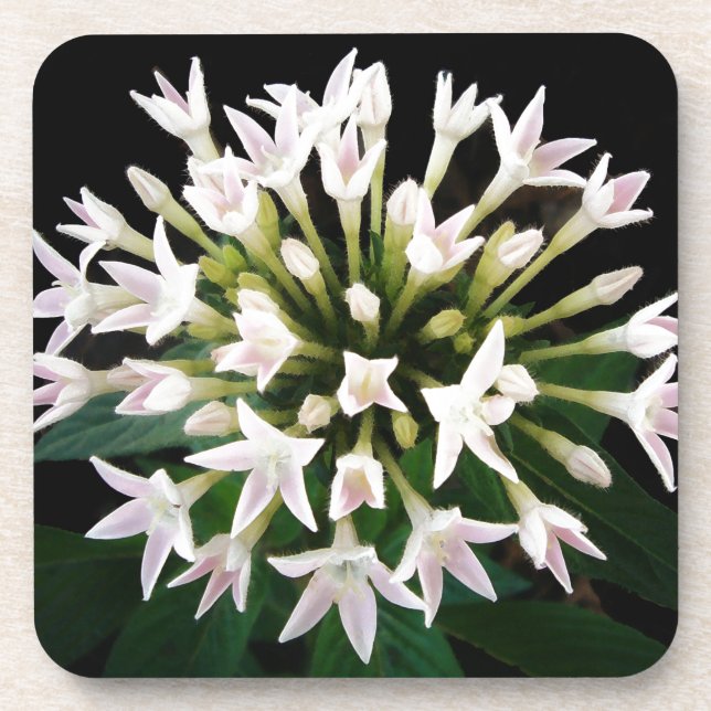 White Pentas Coaster (Front)