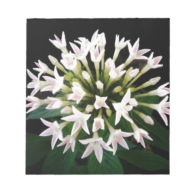 White Pentas Notepad (Front)