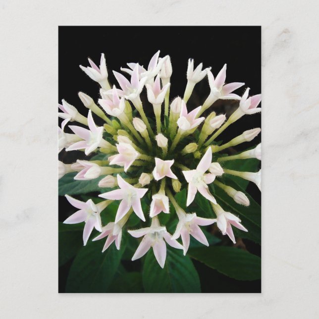 White Pentas Postcard (Front)