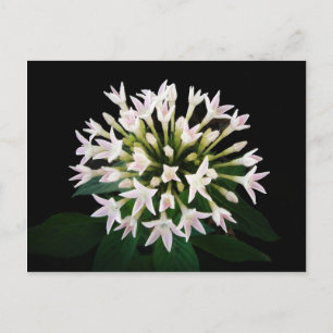 White Pentas Postcard