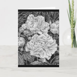 White Peonies Drawing Greeting Card