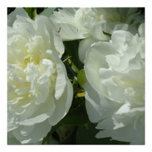 White Peonies, floral photo Poster