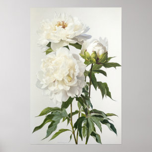White Peonies Flower Art Print Poster
