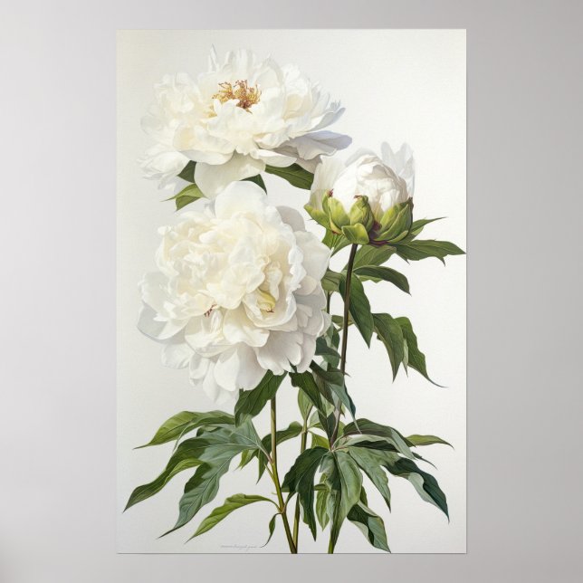 White Peonies Flower Art Print Poster (Front)