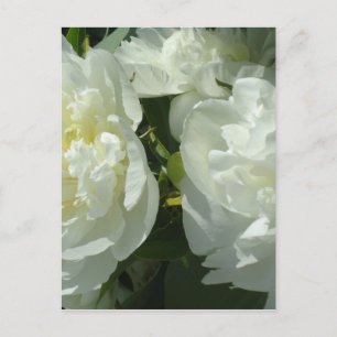 White Peonies Postcard