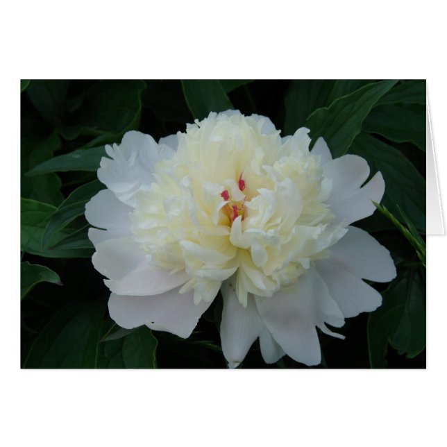 White Peony (Front Horizontal)