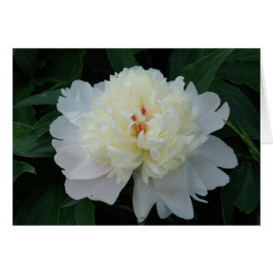 White Peony