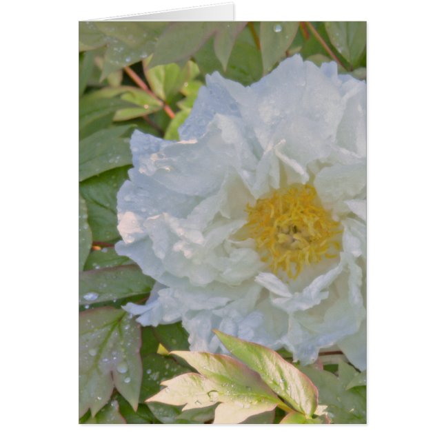 WHITE PEONY (Front)