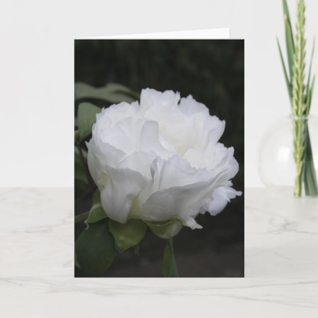 White Peony Button Early in the Morning Card (Front)