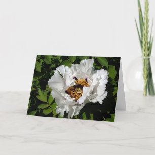 White Peony Card