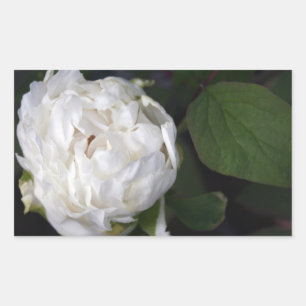 White Peony - Floral Photography - Rectangular Sticker