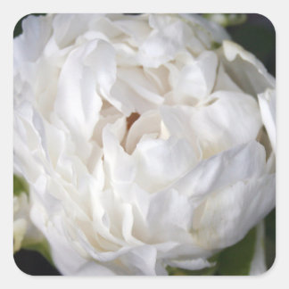 White Peony Floral Photography Square Sticker