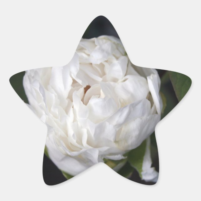 White Peony - Floral Photography - Star Sticker (Front)